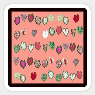 Different Varieties of Caladium Plant Leaf Sticker